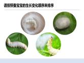 2.4蠶變了新模樣 課件（送教案）