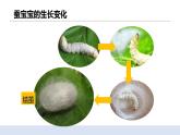 2.4蠶變了新模樣 課件（送教案）