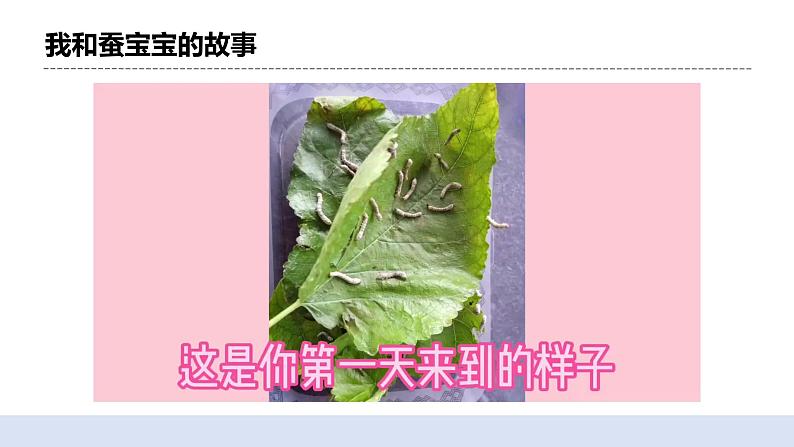 2.5茧中钻出了蚕蛾 课件第3页