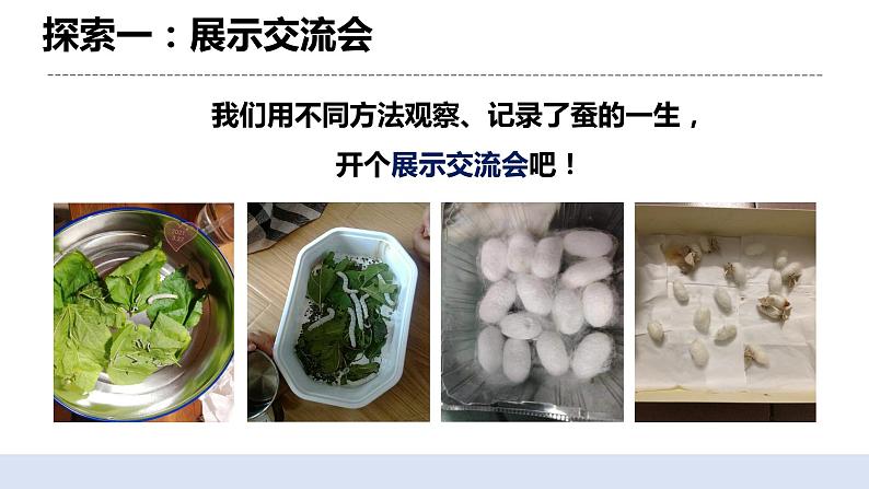 2.6蚕的一生 课件第4页