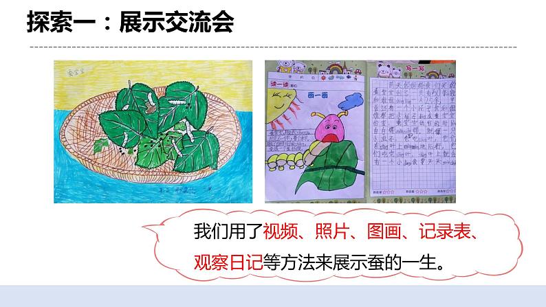 2.6蚕的一生 课件第5页