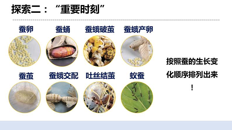 2.6蚕的一生 课件第7页