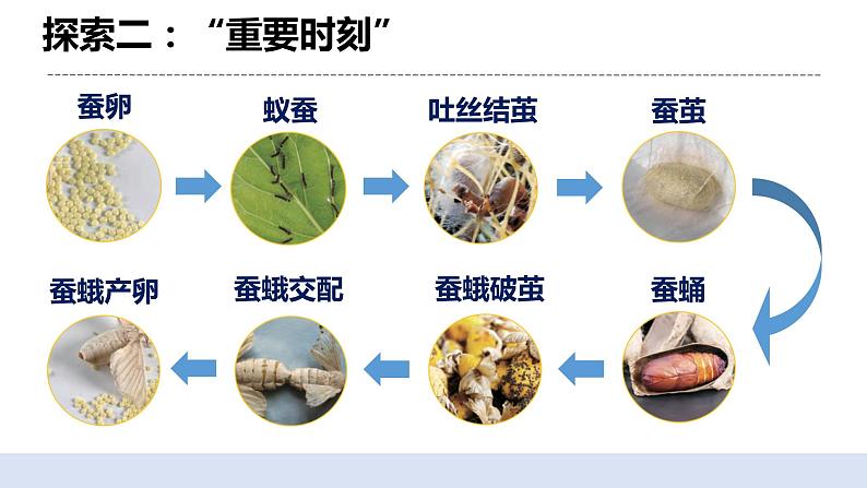 2.6蚕的一生 课件第8页
