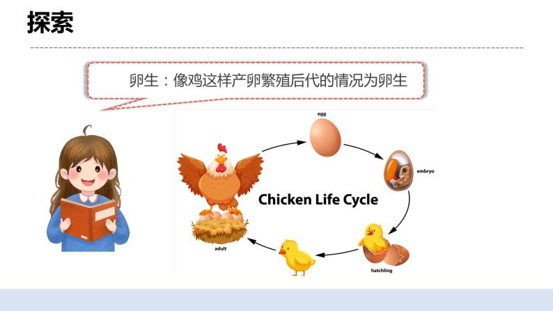 2.7动物的繁殖 课件(送教案)06