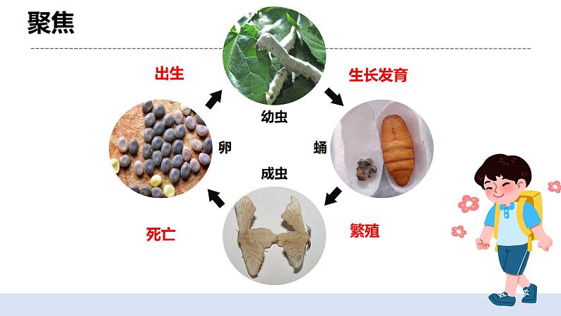 2.8动物的一生 课件（送教案）04