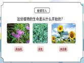 1.1《种子发芽实验》课件PPT+教案