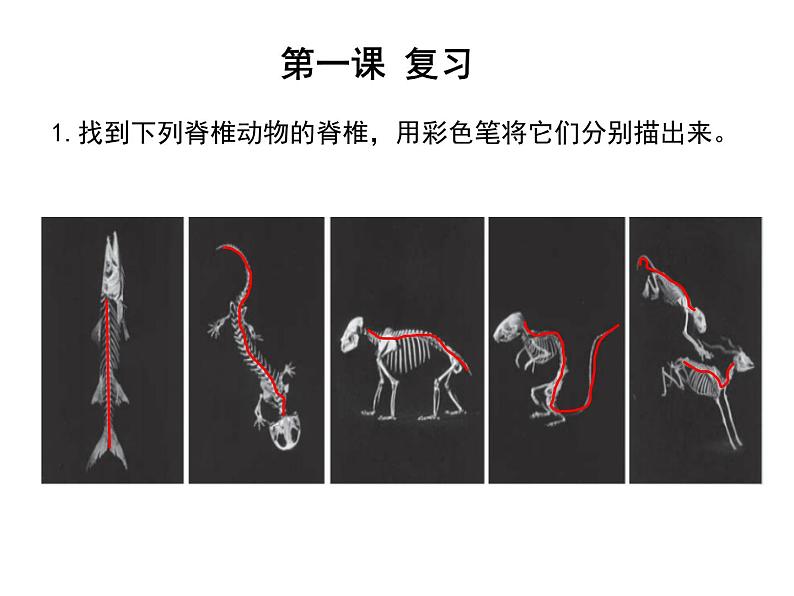 苏教版小学科学四年级上册一单元《动物大家族》复习课件03