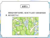 1.2《比较种子发芽实验》课件PPT+教案