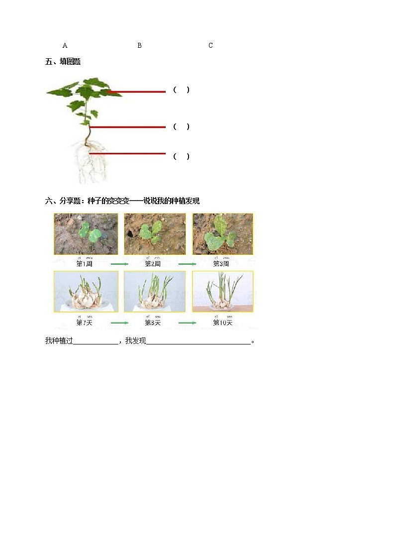 1.2《观察一棵植物》练习第2页