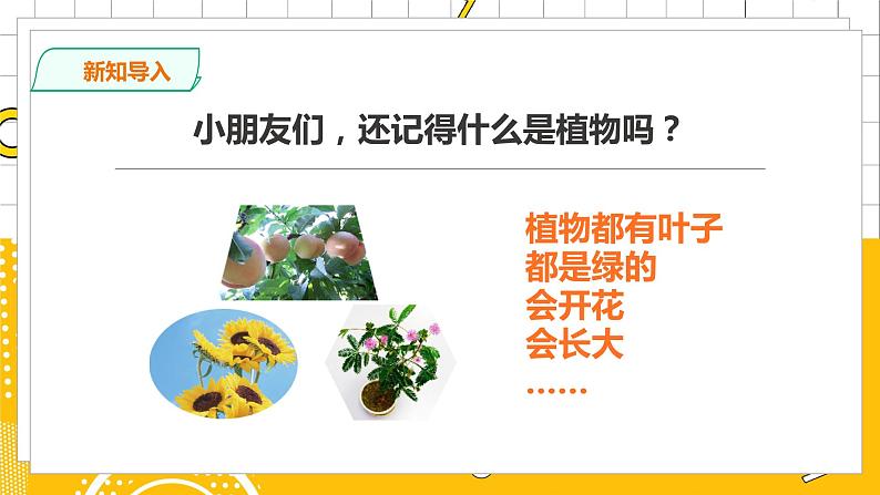 教科版小学科学一上 1.2《观察一棵植物》课件（PPT）+教案+练习+素材02