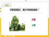 教科版小学科学一上 1.2《观察一棵植物》课件（PPT）+教案+练习+素材