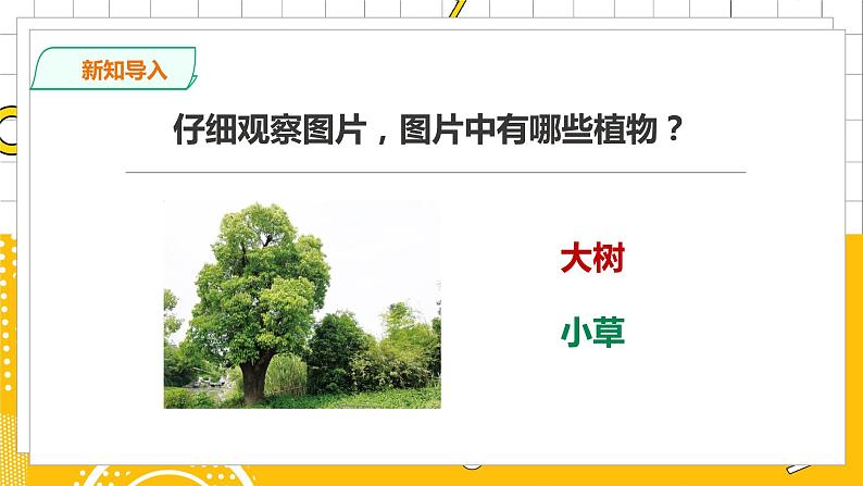 教科版小学科学一上 1.2《观察一棵植物》课件（PPT）+教案+练习+素材03