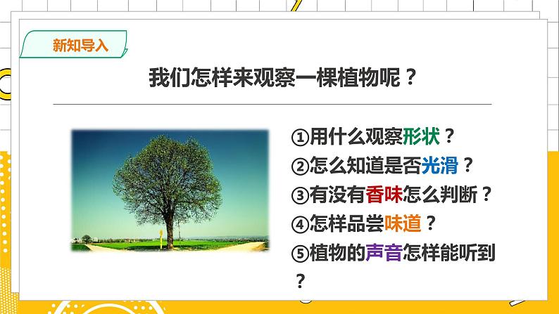 教科版小学科学一上 1.2《观察一棵植物》课件（PPT）+教案+练习+素材04