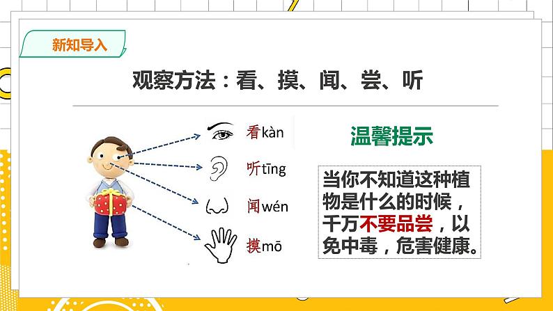 教科版小学科学一上 1.2《观察一棵植物》课件（PPT）+教案+练习+素材05