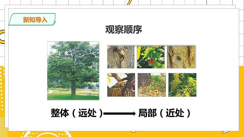 教科版小学科学一上 1.2《观察一棵植物》课件（PPT）+教案+练习+素材07