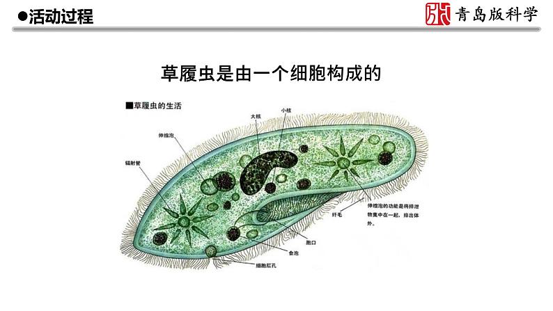 1.《细胞》教学课件03