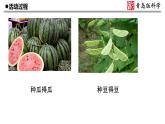 2.《像与不像》教学课件