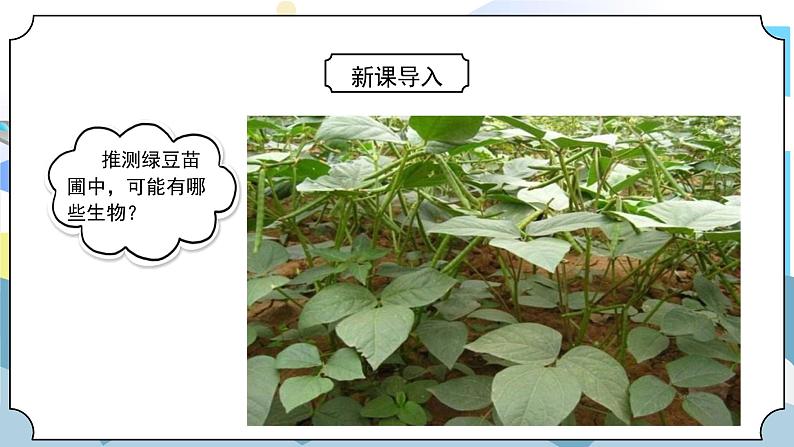 1.6《食物链和食物网》课件PPT+教案03