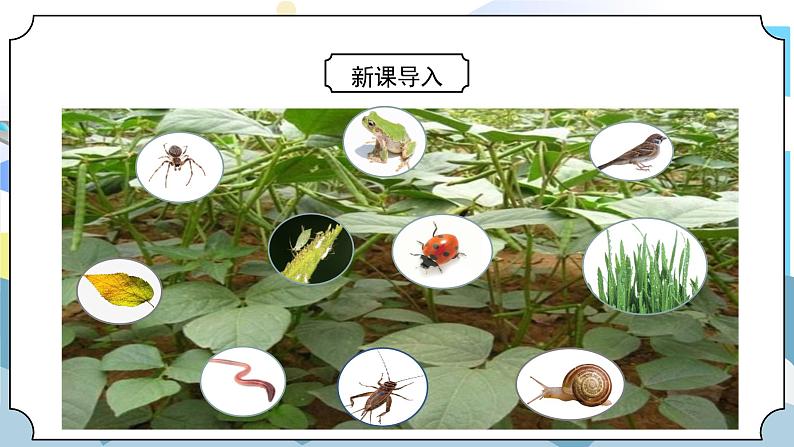 1.6《食物链和食物网》课件PPT+教案04
