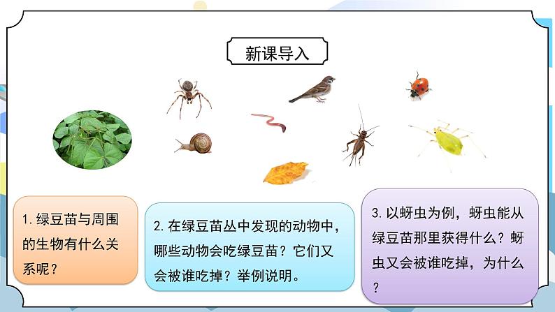 1.6《食物链和食物网》课件PPT+教案05