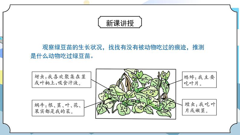 1.6《食物链和食物网》课件PPT+教案06