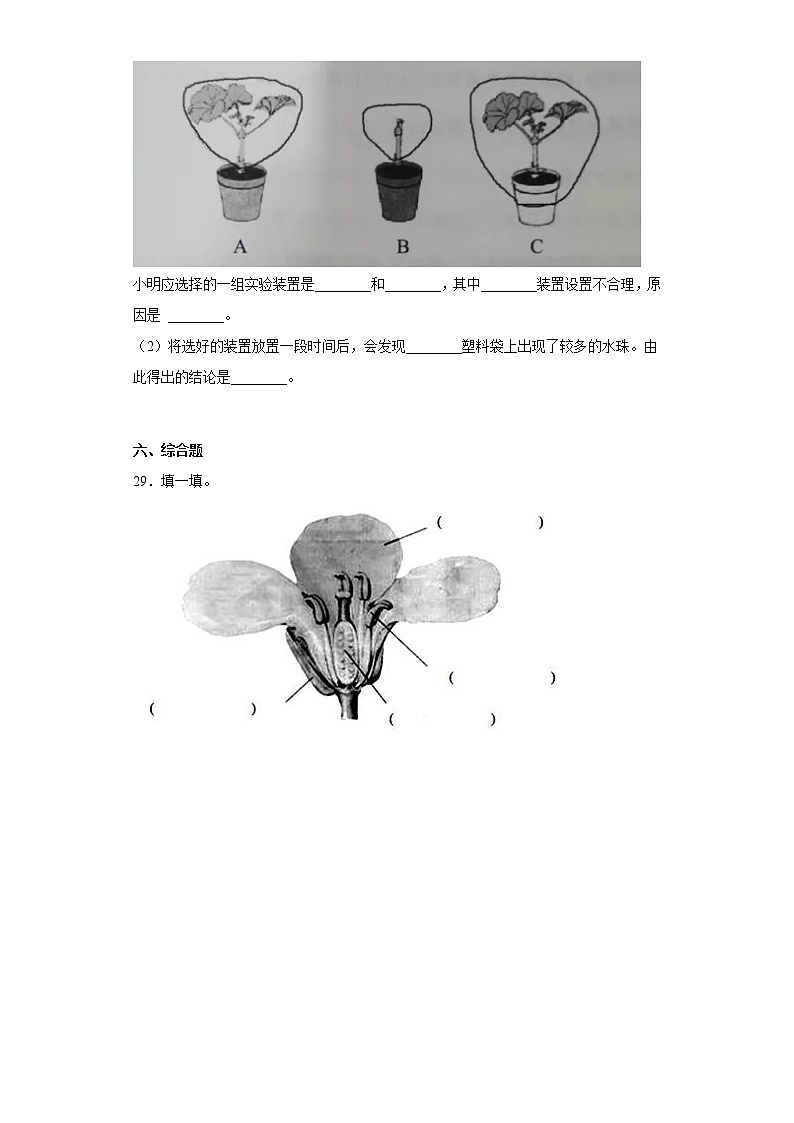 青岛版三年级科学上册第二单元综合测试卷植物的生活（一）含答案第3页