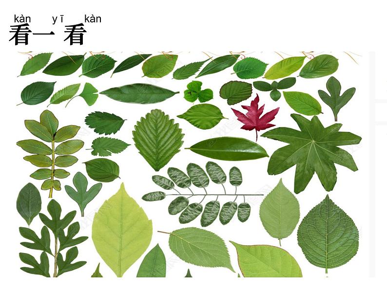 一上1.3.观察叶课件01