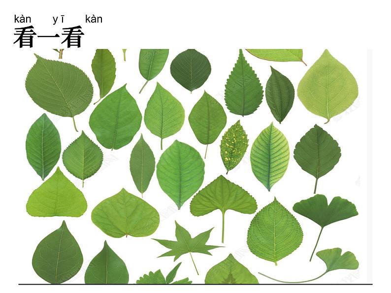 一上1.3.观察叶课件02