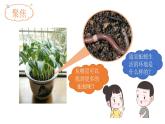 小学科学 五年级下《蚯蚓的选择》 课件