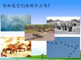 14.迁徙与冬眠 教学课件