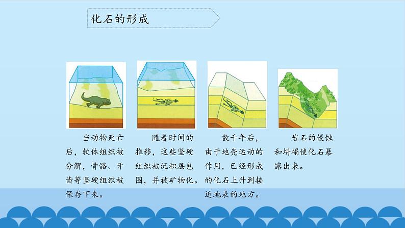 第3课-化石里的古生物2 课件08