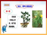 粤教粤科版三下科学  1.3《土壤与植物》课件+教案+练习