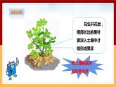 粤教粤科版三下科学  1.3《土壤与植物》课件+教案+练习