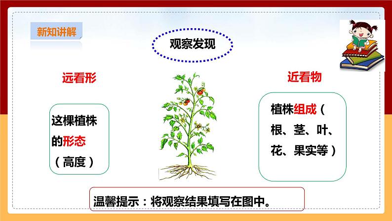 粤教粤科版三下科学  3.11《一株番茄》课件+教案+练习08