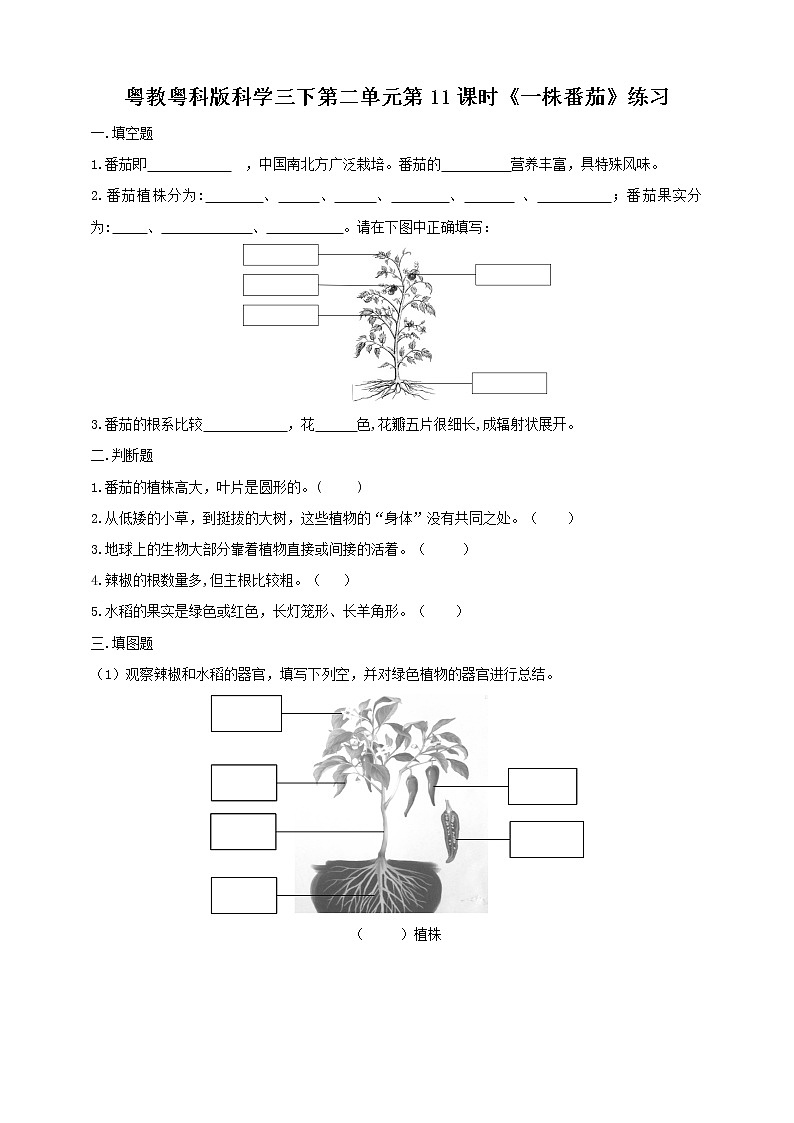 粤教粤科版三下科学  3.11《一株番茄》课件+教案+练习01