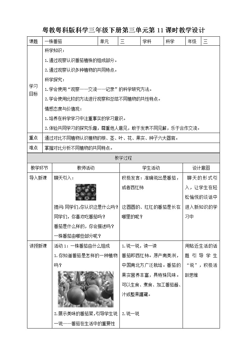 粤教粤科版三下科学  3.11《一株番茄》课件+教案+练习01