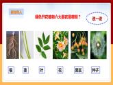 粤教粤科版三下科学  3.12《植物的叶》课件+教案+练习