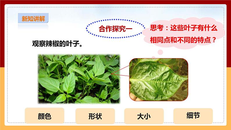 粤教粤科版小学科学三下第三单元第12课时《植物的叶》课件第5页