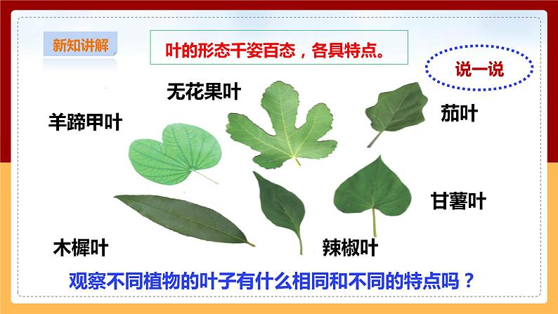 粤教粤科版小学科学三下第三单元第12课时《植物的叶》课件第7页