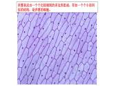 六上《观察更多的生物细胞》课件