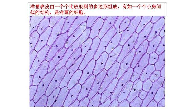 六上《观察更多的生物细胞》课件第1页