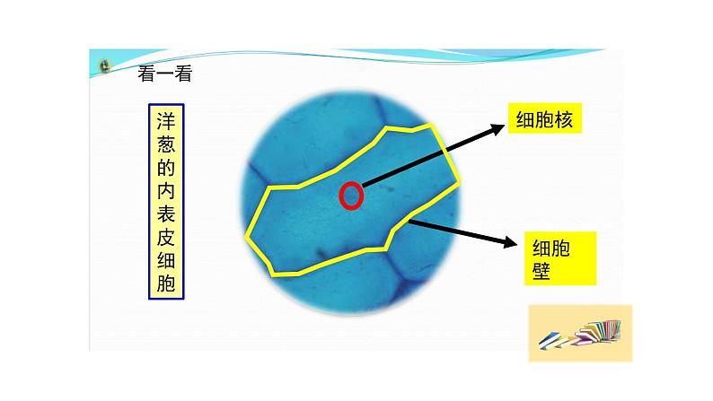 六上《观察更多的生物细胞》课件第2页