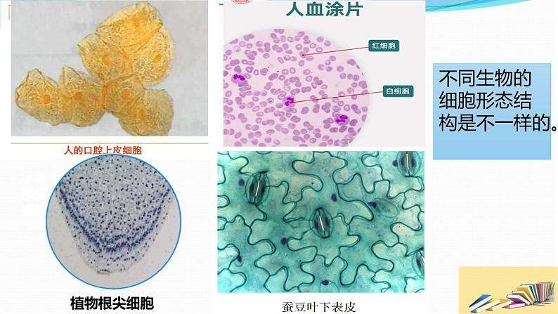 六上《观察更多的生物细胞》课件第5页