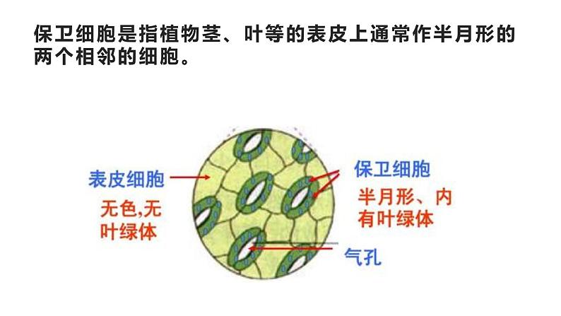 六上《观察更多的生物细胞》课件第6页