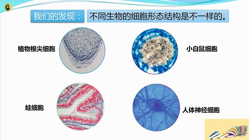 六上《观察更多的生物细胞》课件第8页