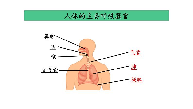 四上《感受我们的呼吸》课件第4页