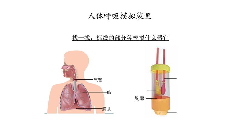 四上《感受我们的呼吸》课件第6页