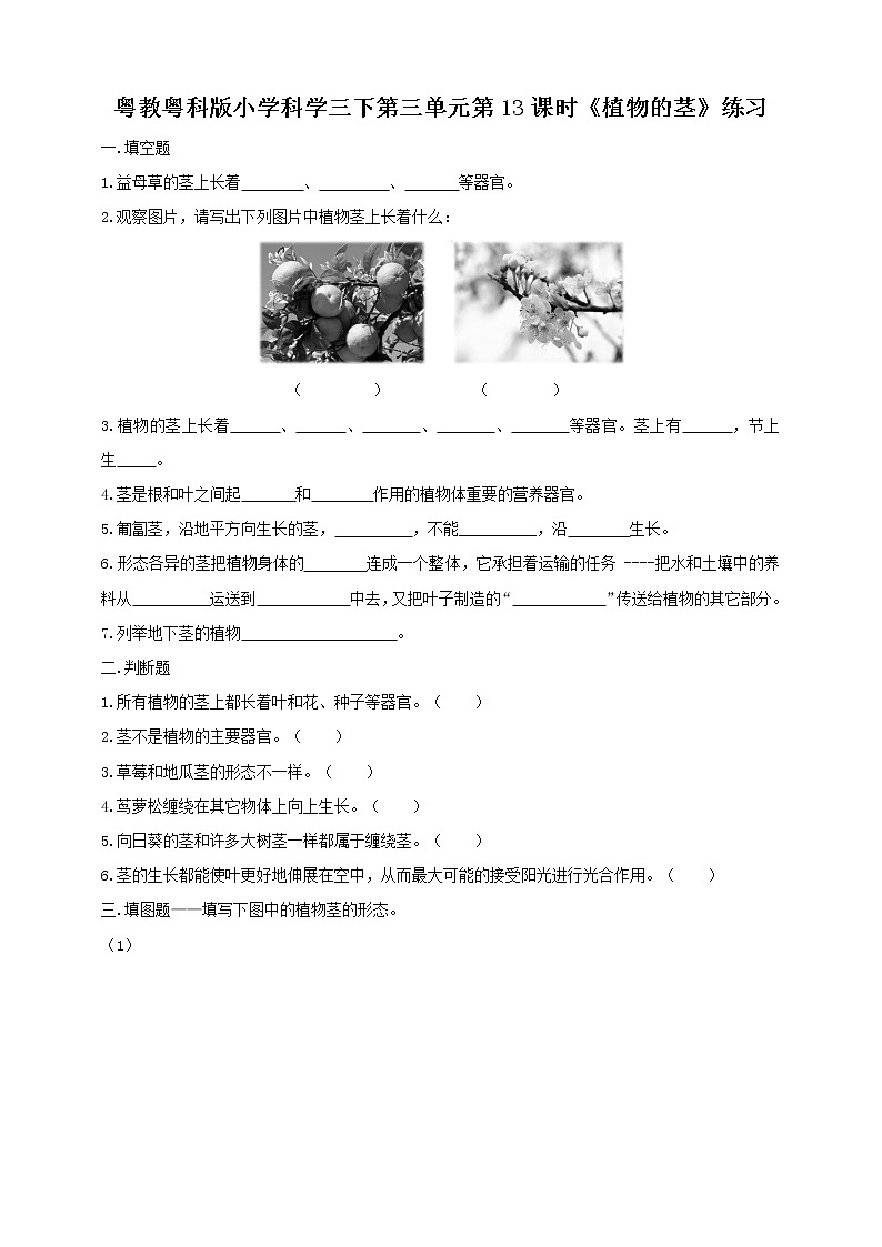 粤教粤科版小学科学三下第三单元第13课时《植物的茎》练习第1页