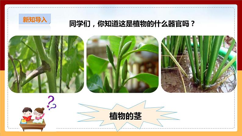 粤教粤科版小学科学三下第三单元第13课时《植物的茎》课件第2页