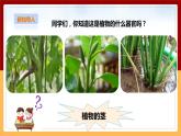 粤教粤科版三下科学  3.13《植物的茎》课件+教案+练习